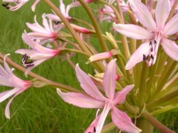 Brunsvigia radulosa managing different floral stages